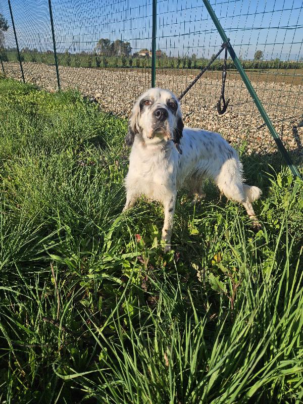 💕ZEUS CERCA CASA 🏠❤️ Foto 2